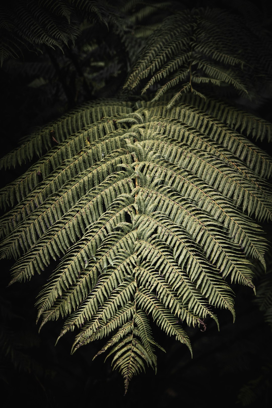 green and brown fern plant