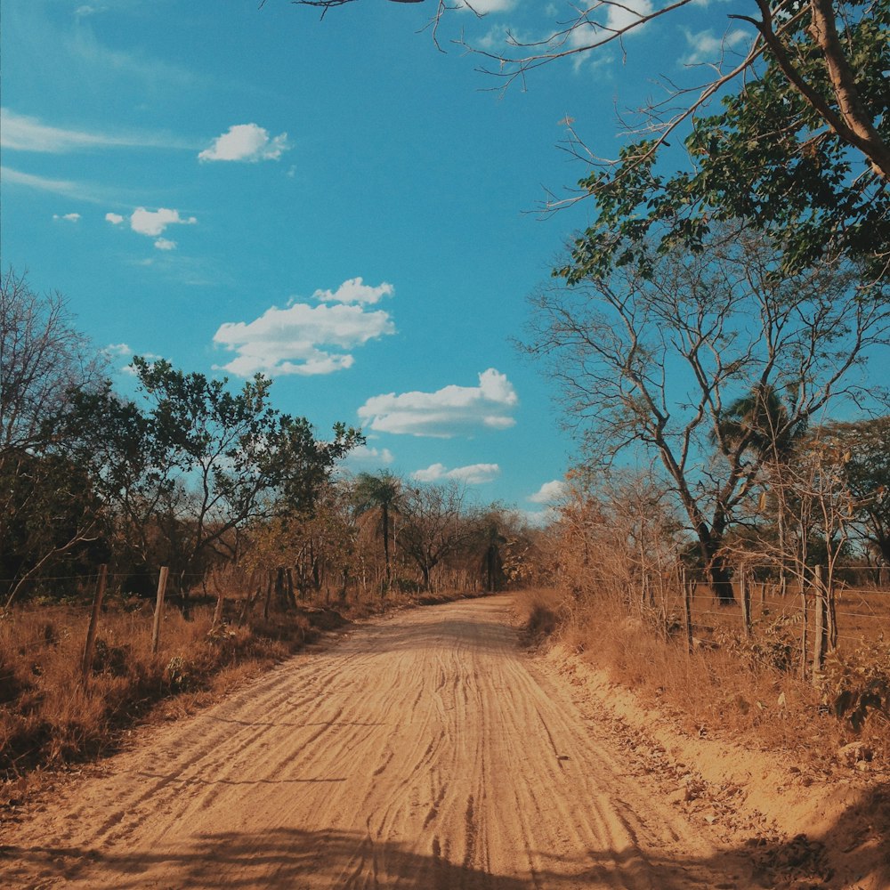 brown dirt road between trees under blue sky during daytime