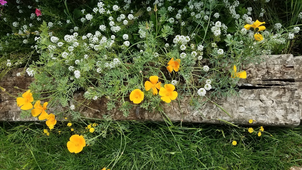 yellow flowers with green leaves