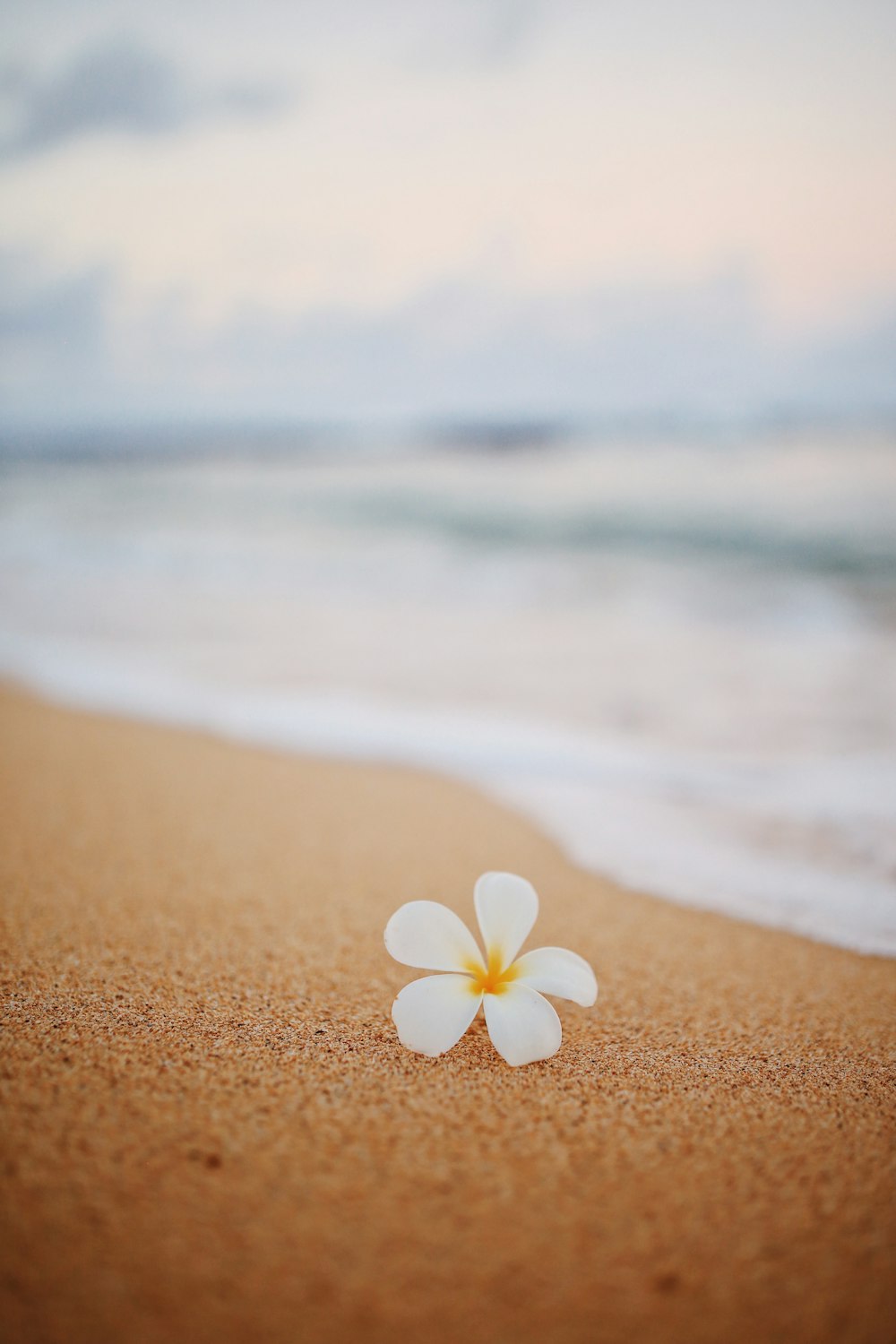 Flor blanca y amarilla sobre arena marrón cerca del cuerpo de agua durante el día