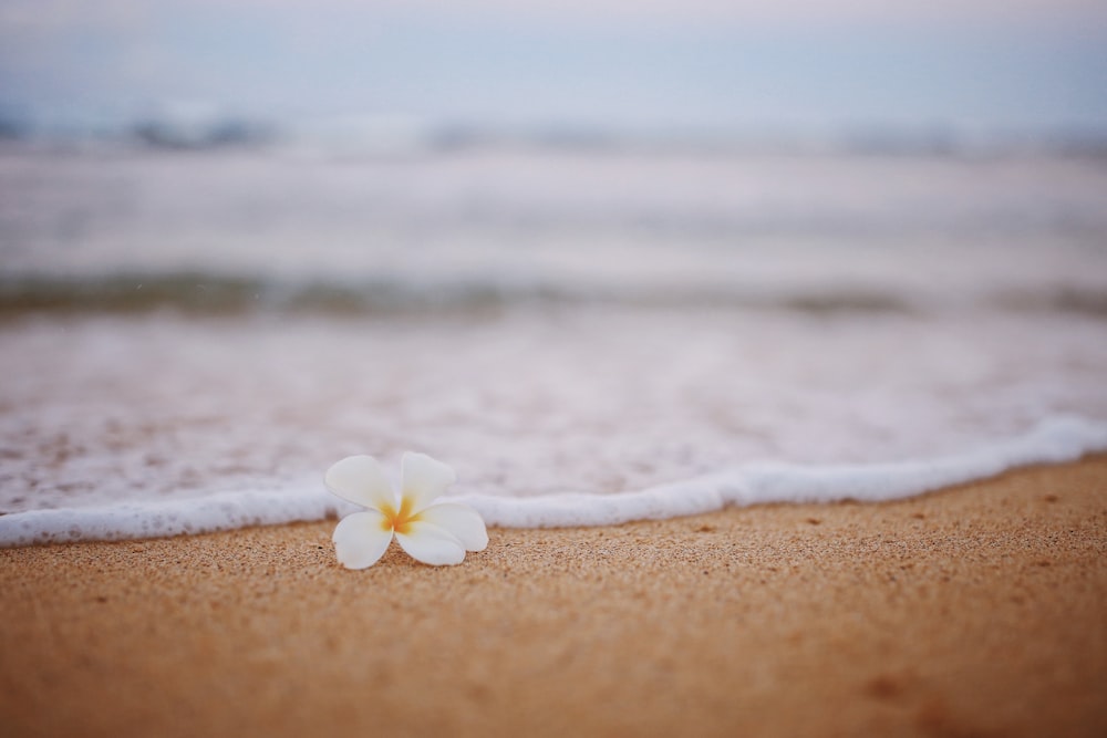 fleur blanche sur sable brun près du plan d’eau pendant la journée