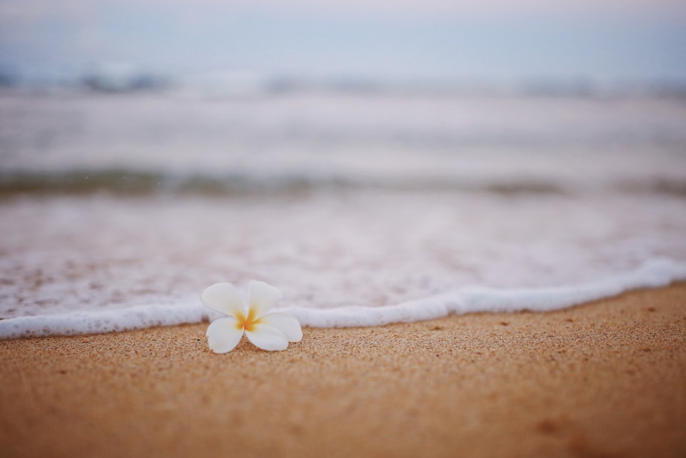 white flower on brown sand near body of water during daytime