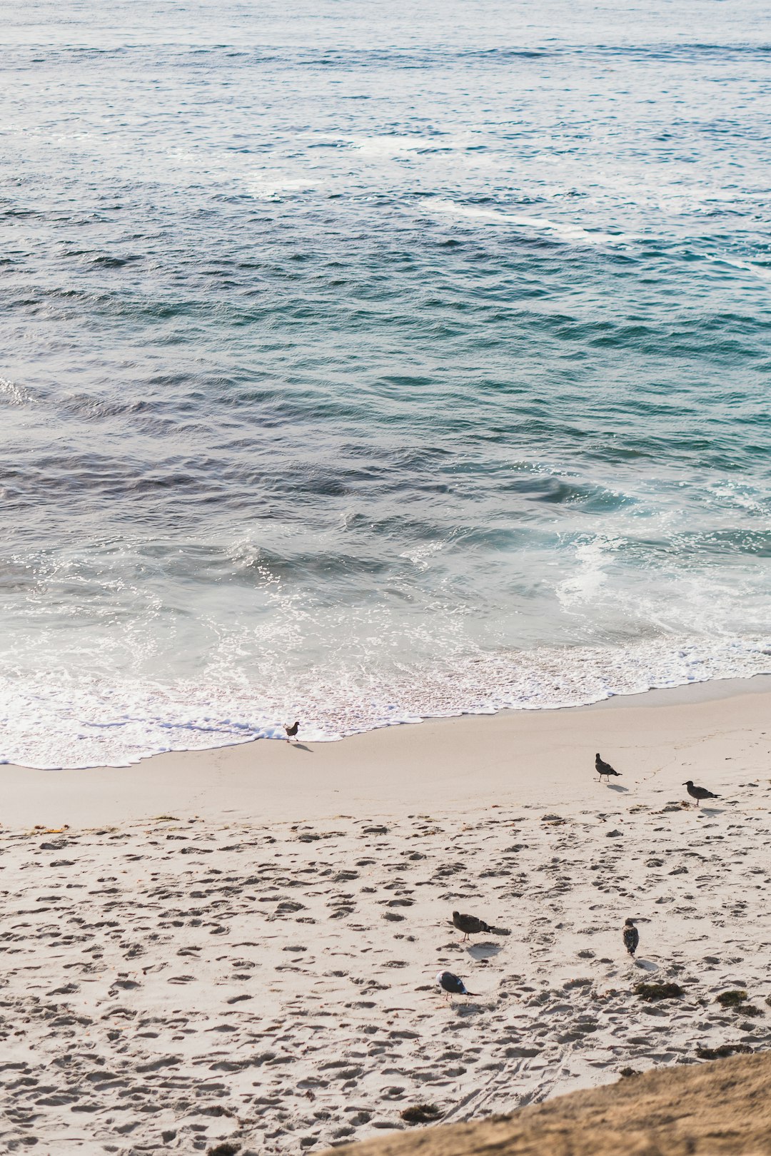 birds on beach during daytime