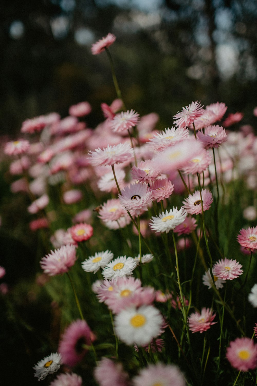 pink and white flowers in tilt shift lens