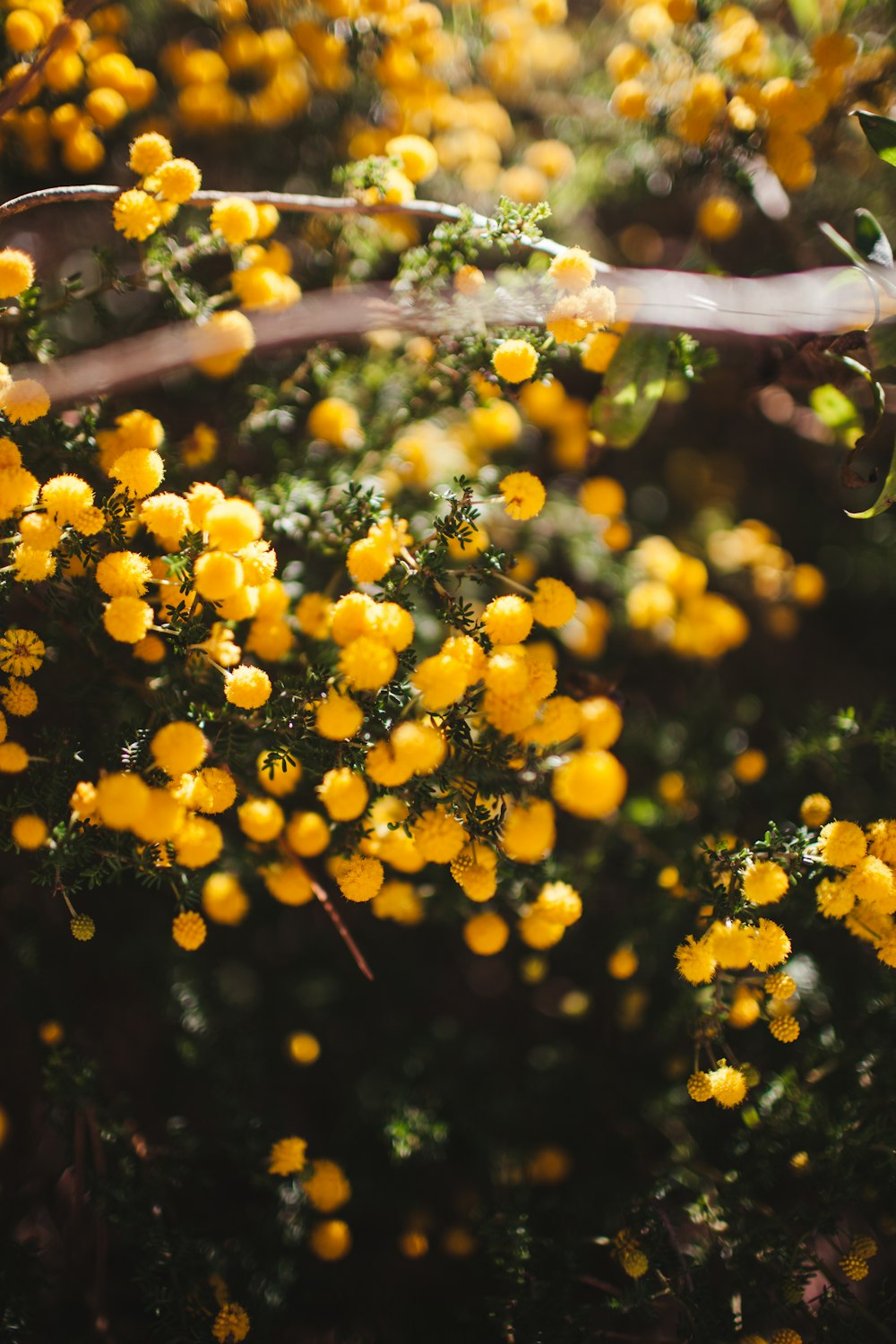 yellow round fruits on brown stick