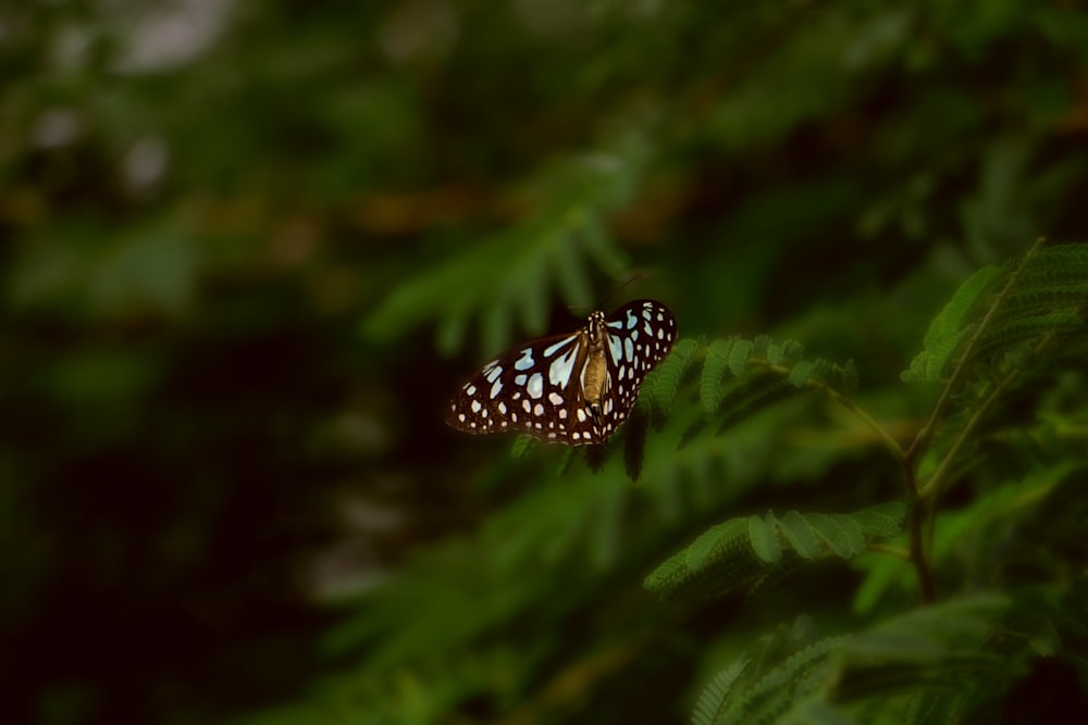 black and white butterfly perched on green leaf in close up photography during daytime