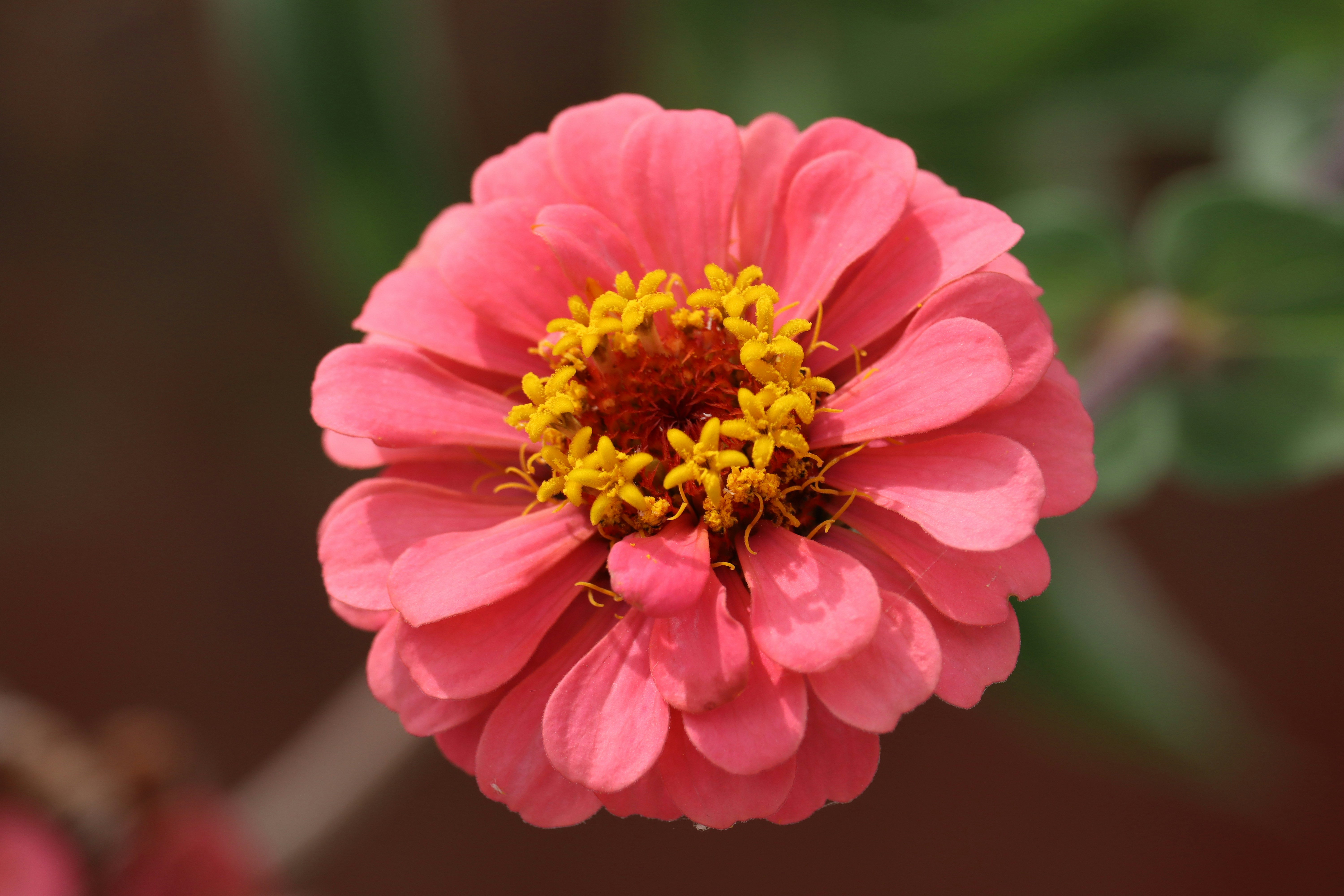 Photo by siwakotiutsav