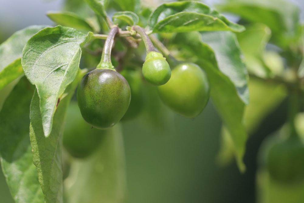 green round fruit in close up photography