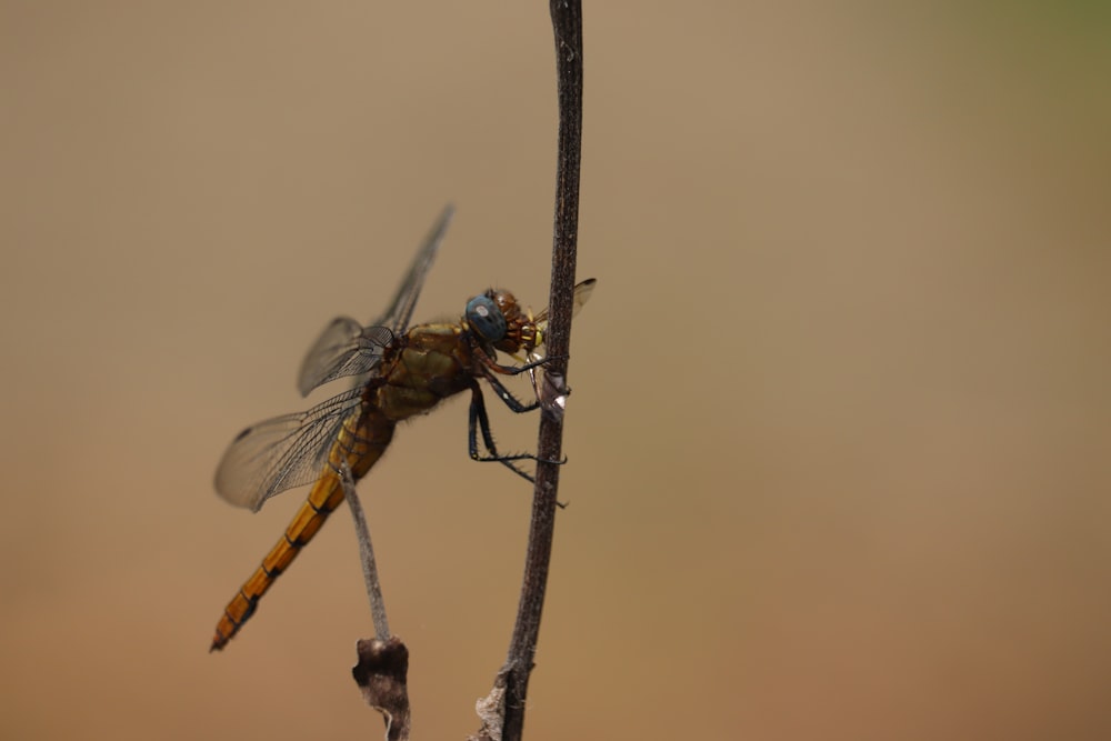 black and yellow dragonfly perched on brown stem in close up photography during daytime