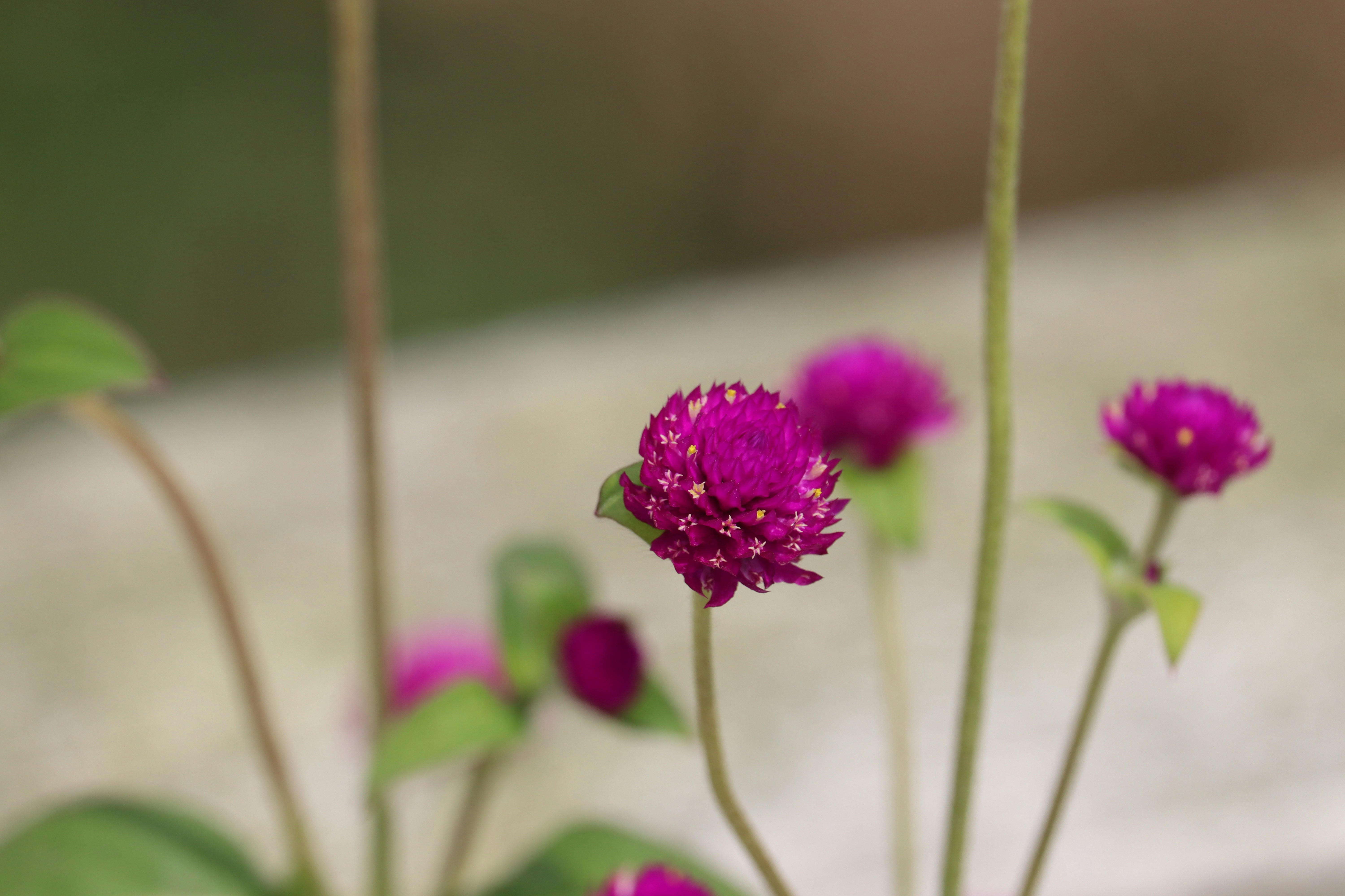 Photo by siwakotiutsav