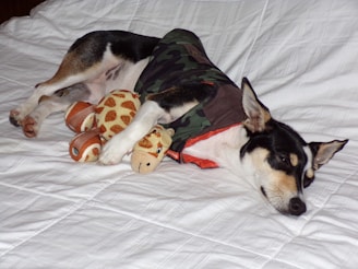 A dog is lying peacefully on a white bed, wearing a camouflage jacket. It is cuddling with two stuffed toys, a giraffe and another toy resembling a ball with patterns.