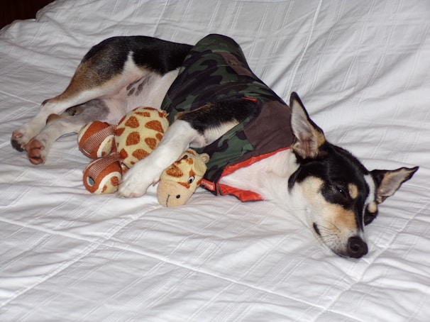 A dog is lying peacefully on a white bed, wearing a camouflage jacket. It is cuddling with two stuffed toys, a giraffe and another toy resembling a ball with patterns.