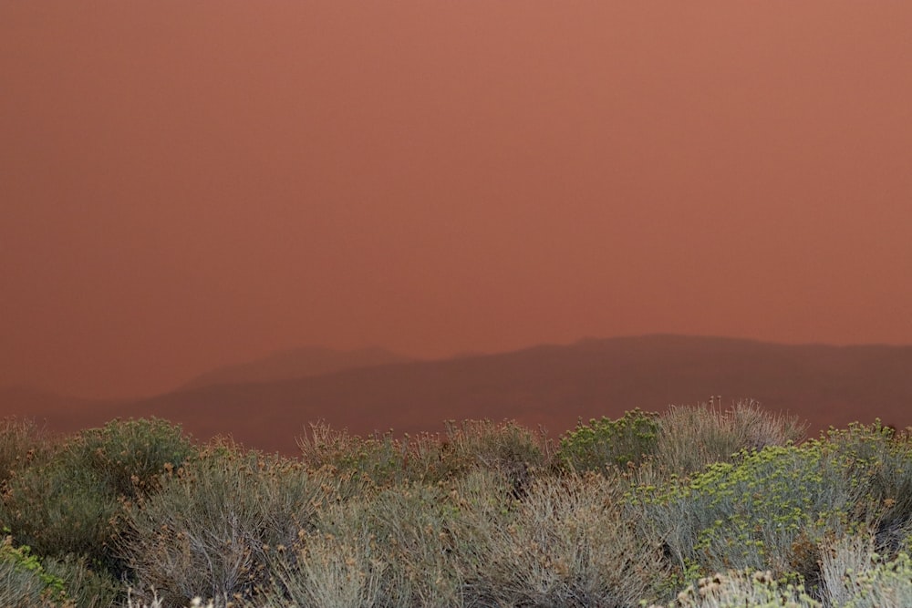 green grass and brown mountain during daytime