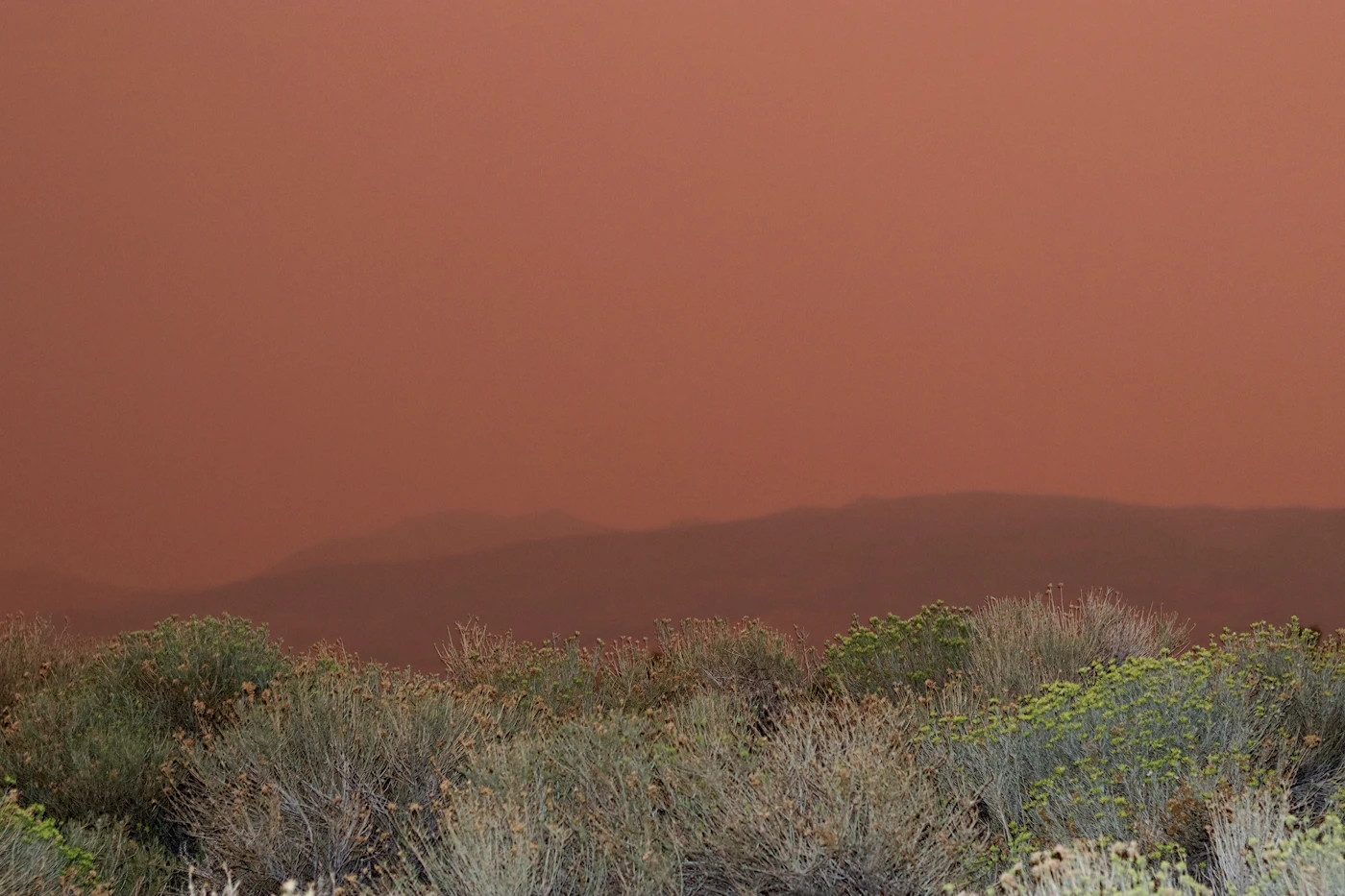 Green spring grass running up to a bare brown mountain in western Nevada
