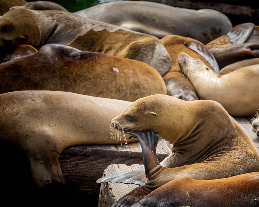 brown seal on brown wooden plank