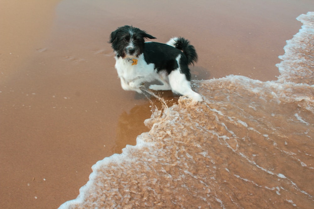 black and white border collie mix puppy on brown sand