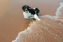 A black and white dog is playfully running towards the camera on a sandy beach as a small wave washes over it. The scene conveys a sense of movement and joy, typical of a dog enjoying playtime in a natural setting.