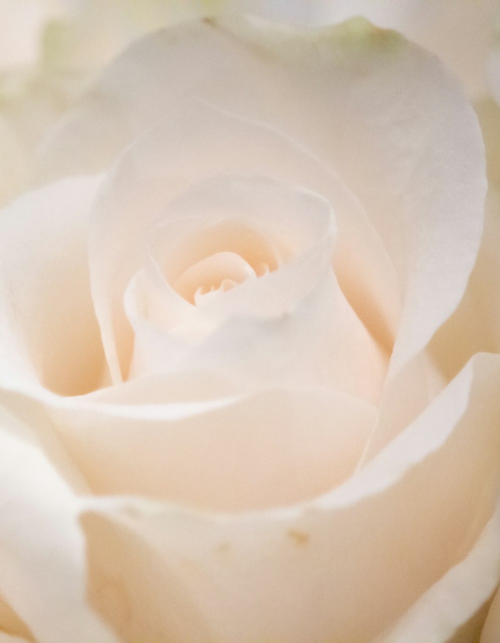 rosa bianca in primo piano fotografia