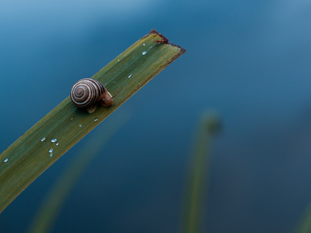 brown snail on green leaf