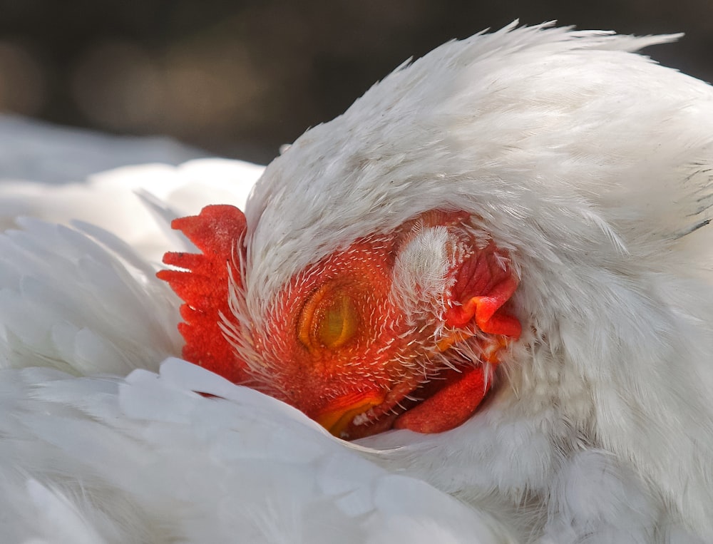 white chicken with red eyes