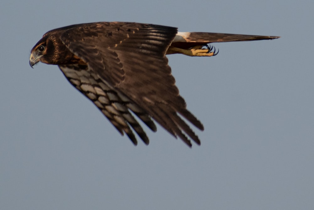 black and white eagle flying during daytime