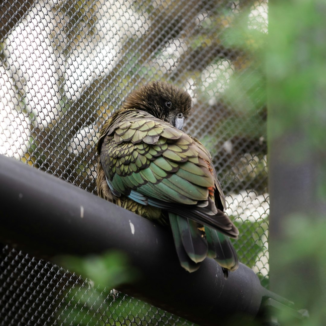 travelers stories about Wildlife in Wellington Zoo - Stop A, New Zealand