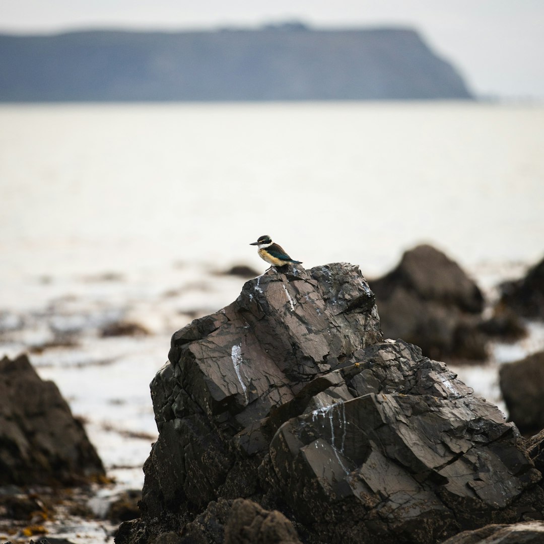 yellow and black bird on gray rock near body of water during daytime