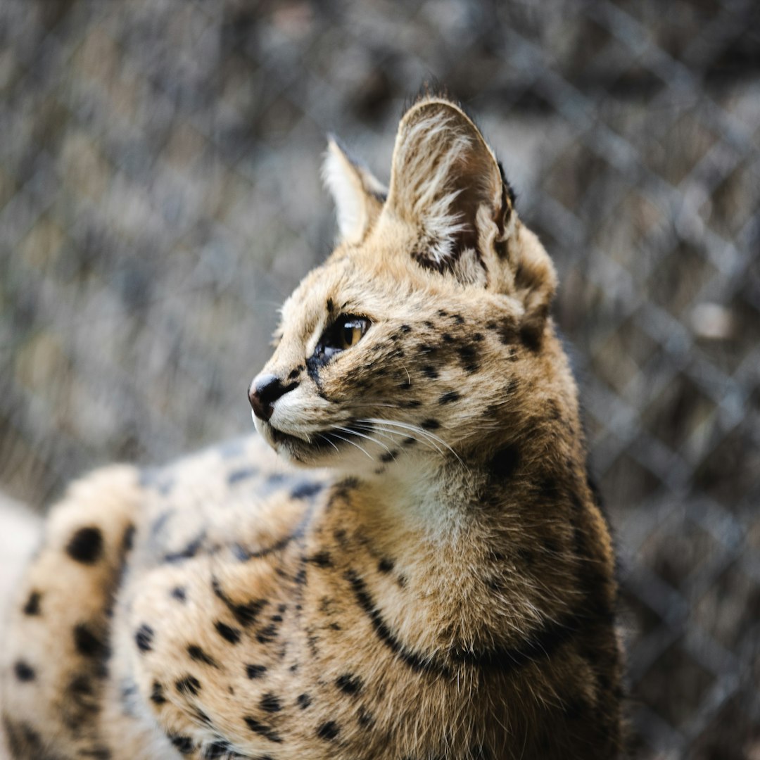 travelers stories about Wildlife in Wellington Zoo - Stop A, New Zealand