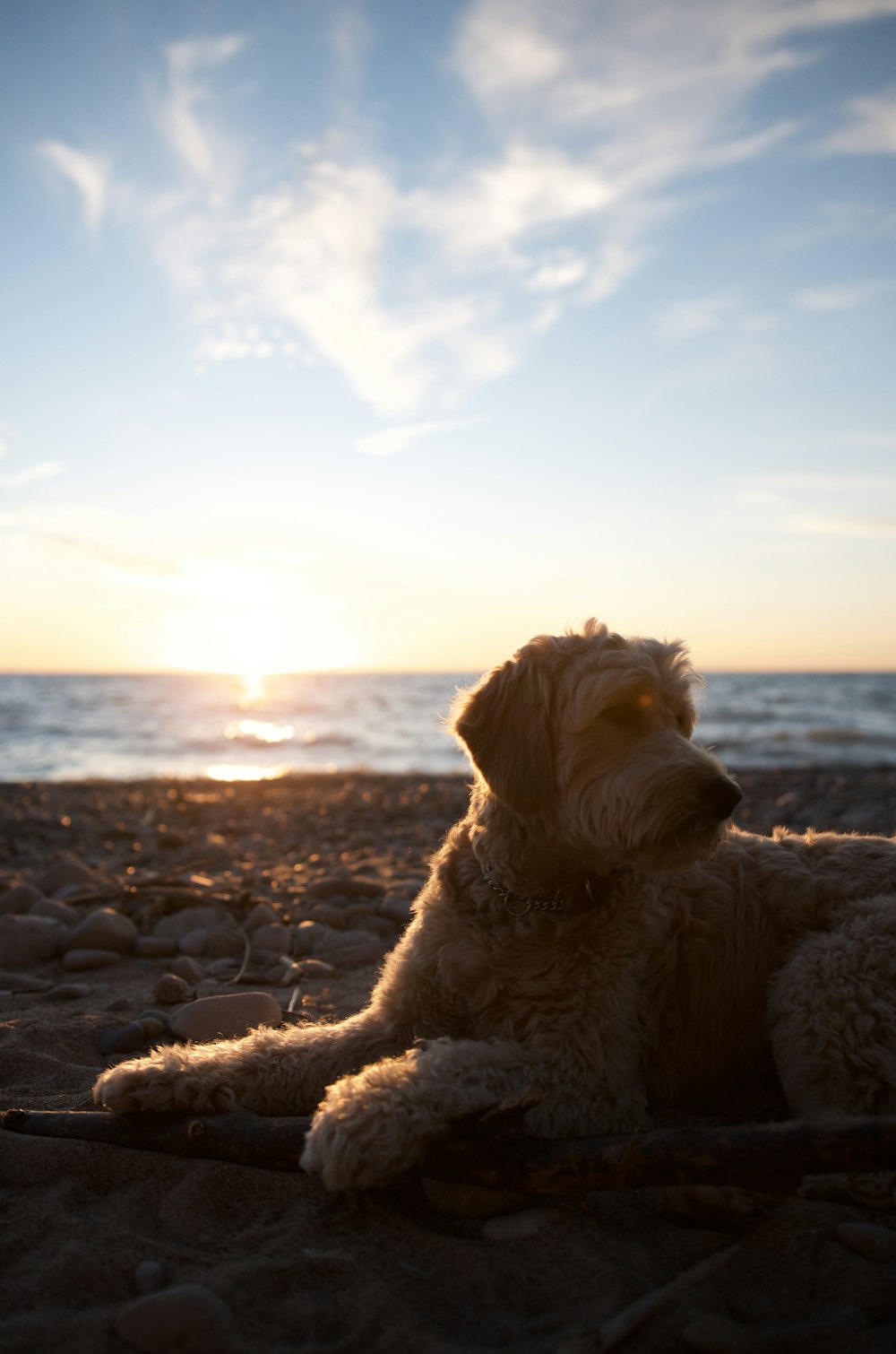 white long coat dog on beach shore during daytime