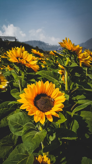 a field of sunflowers with mountains in the background