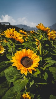 a field of sunflowers with mountains in the background
