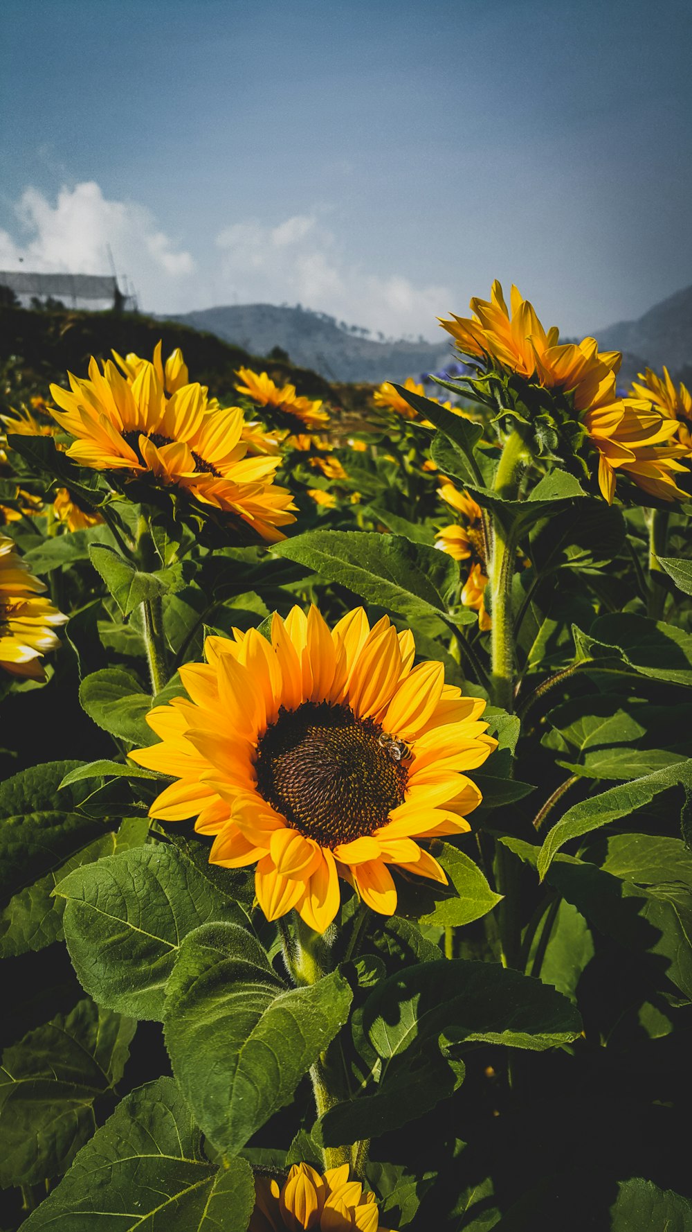 a field of sunflowers with mountains in the background