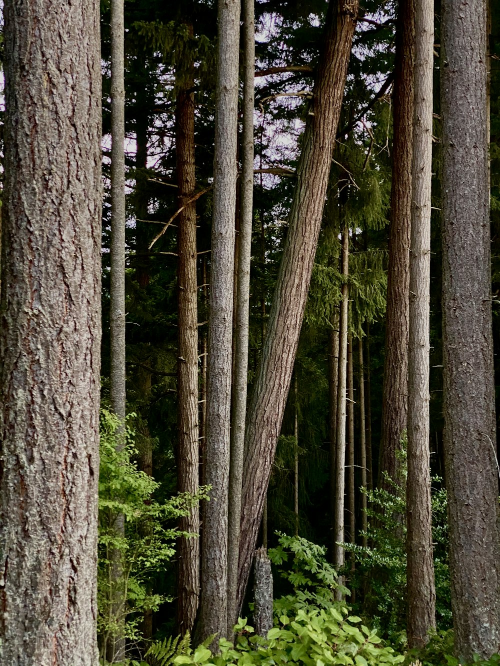 brown trees on forest during daytime