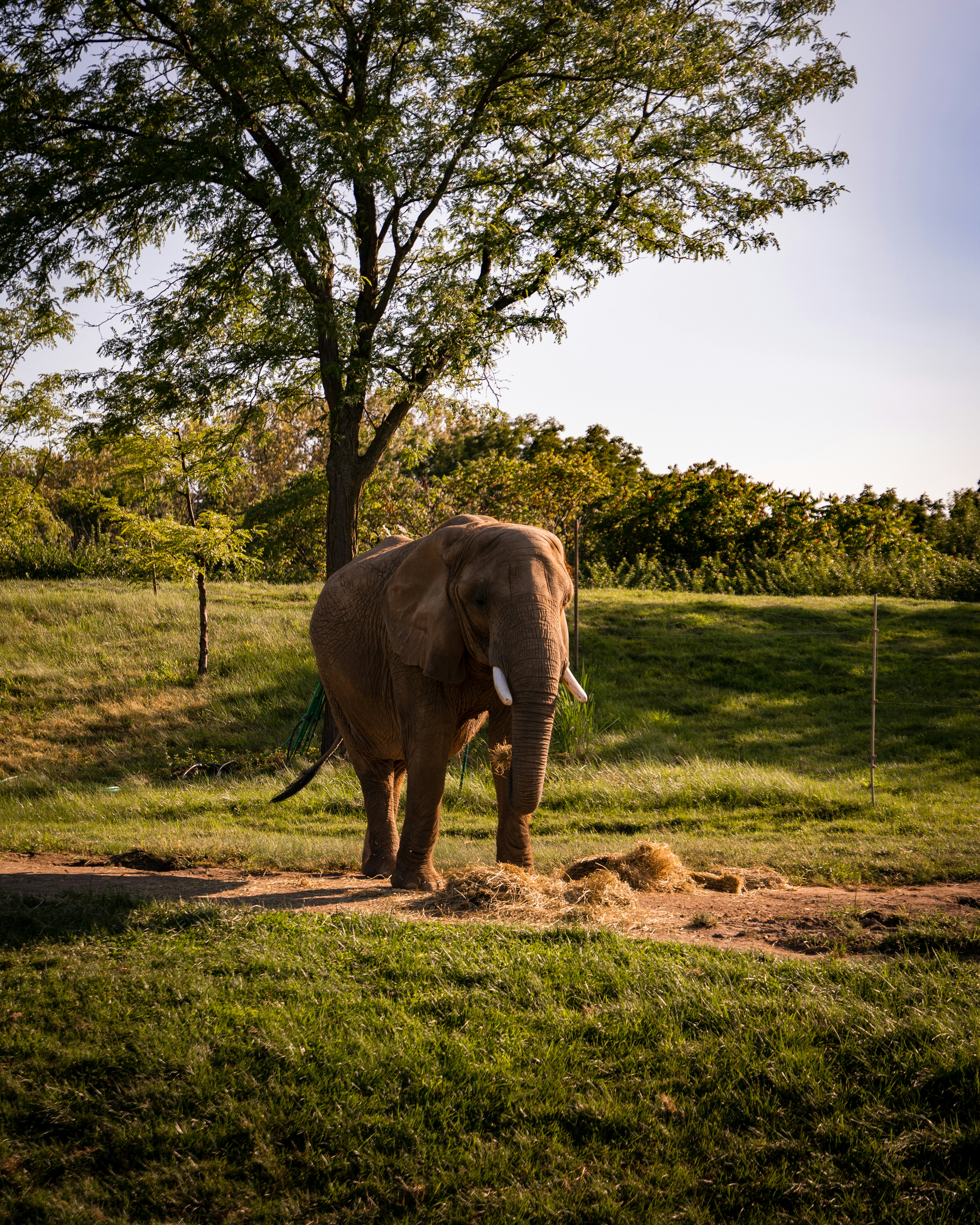 Brown elephant on green grass field during daytime photo – Free Animal ...