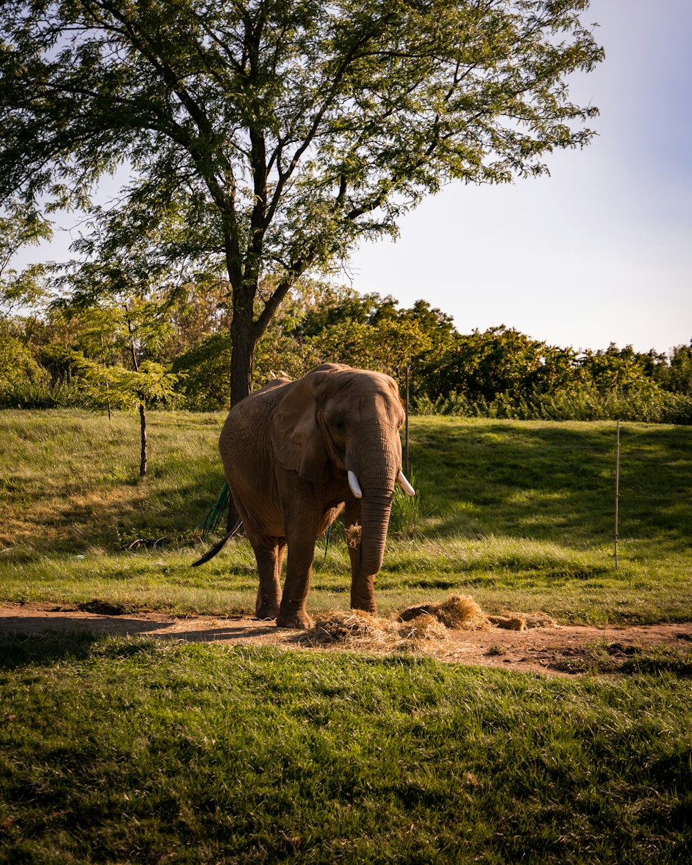 brown elephant on green grass field during daytime