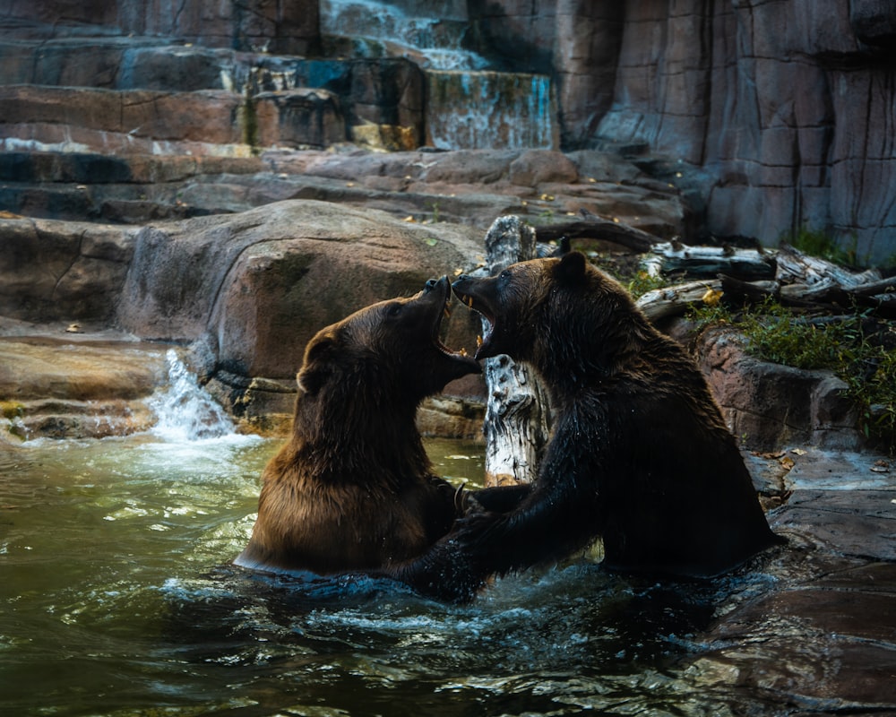 brown bear on water falls during daytime