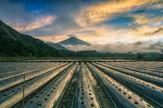 Rows of plastic-covered farming plots stretch out toward a distant mountain partially veiled by clouds. The scene is framed by lush green hills and illuminated by a dramatic, colorful sky during sunset or sunrise.