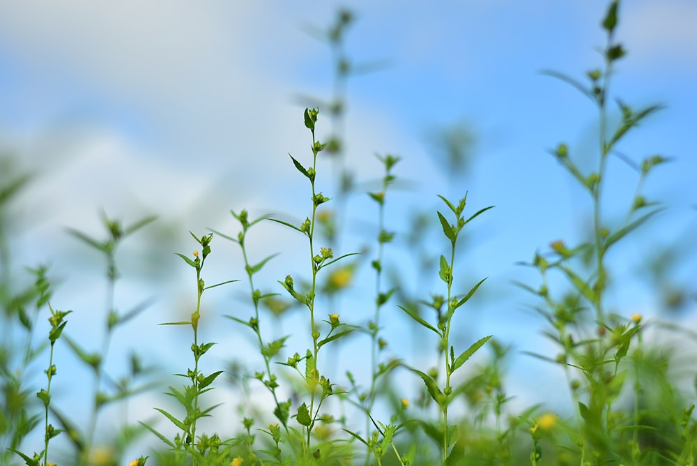 green plant under blue sky during daytime