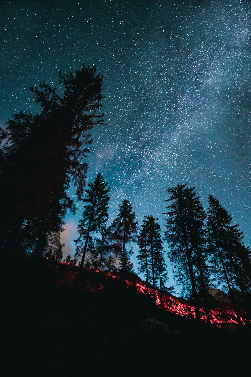 silhueta de árvores sob a noite estrelada