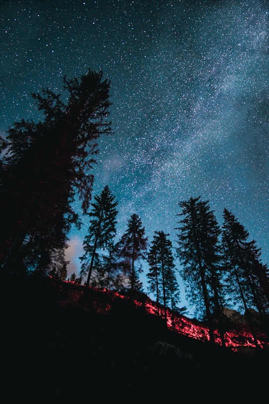 silhouette of trees under starry night in Lago di Carezza Italy