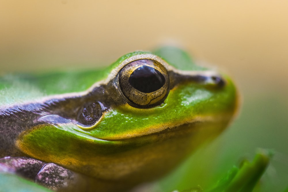 green frog in macro photography