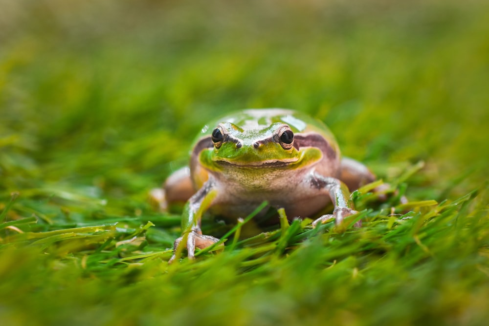 green and white frog on green grass