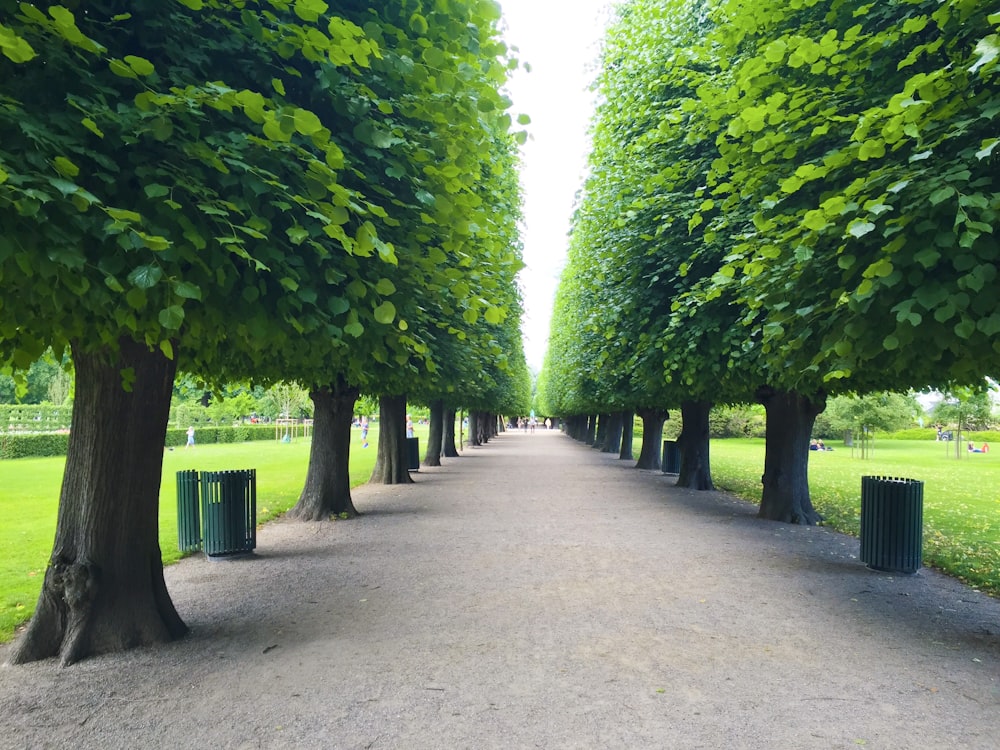 gray pathway between green trees during daytime