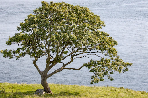 A sturdy oak tree standing tall in a peaceful Northern Ireland countryside.