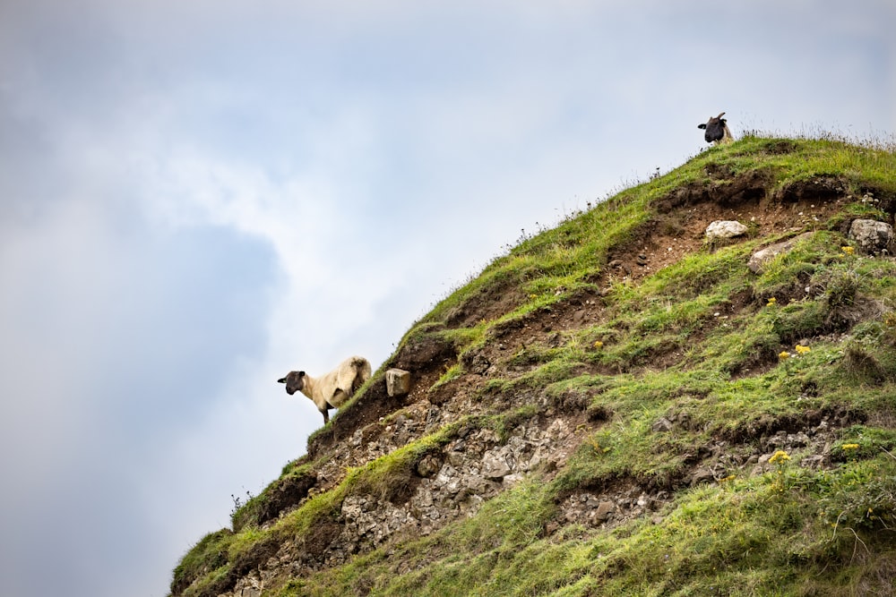 ovejas marrones y blancas en el campo de hierba verde bajo nubes blancas durante el día