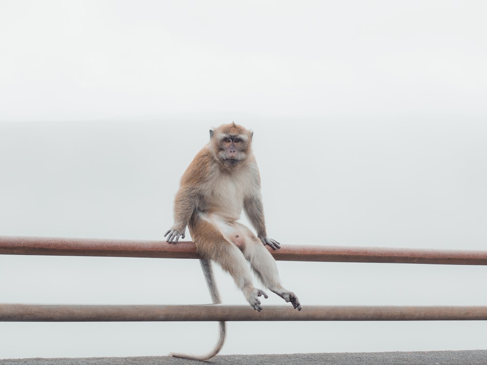 brown monkey on brown metal bar during daytime