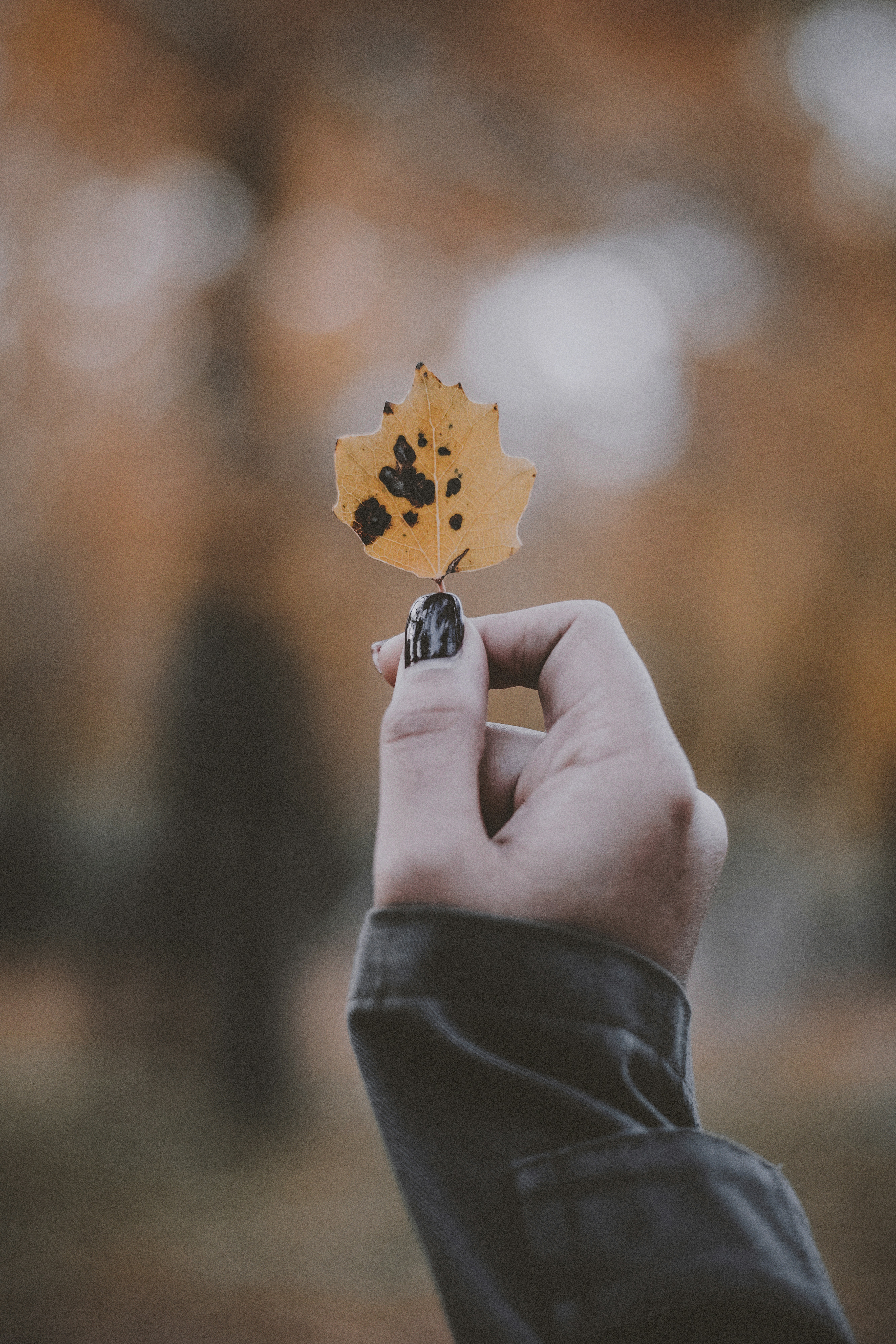 person holding yellow maple leaf