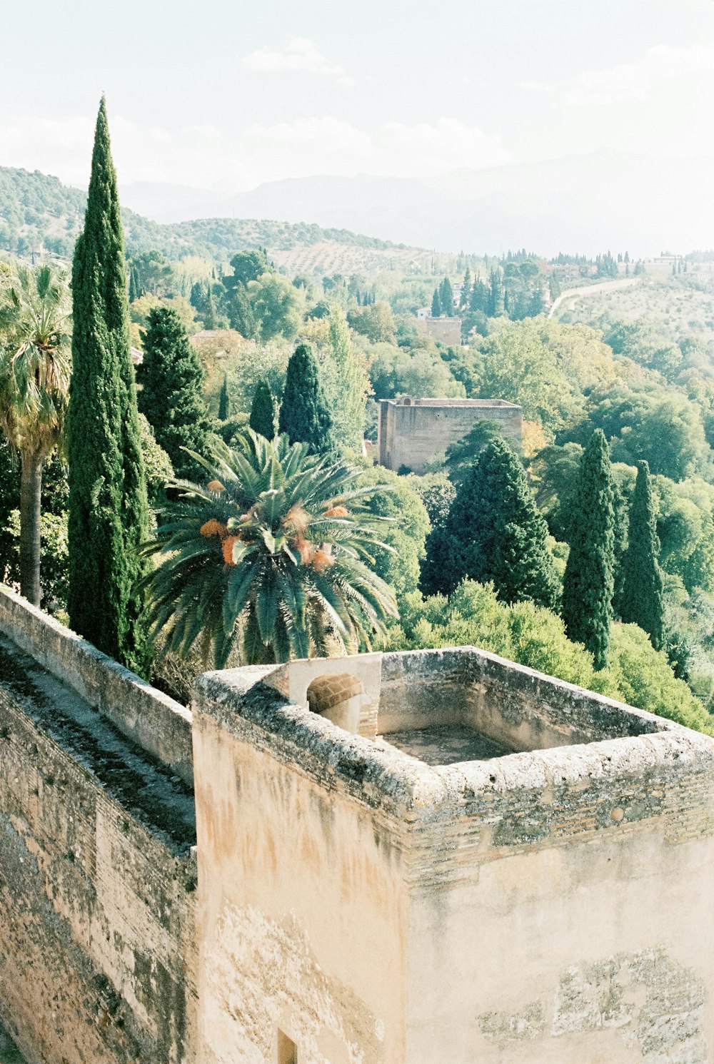 green palm trees on brown concrete wall