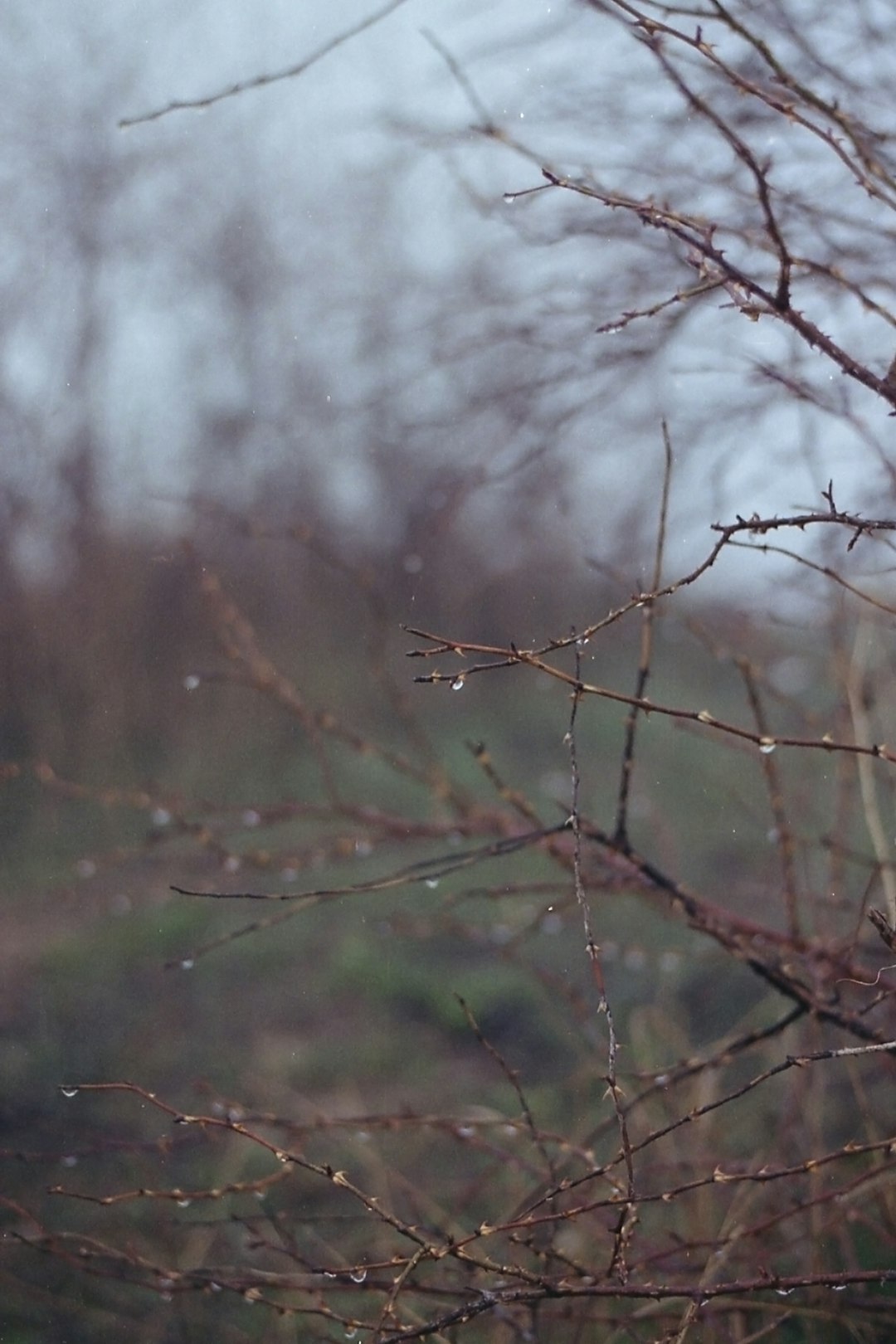 brown tree branch in tilt shift lens