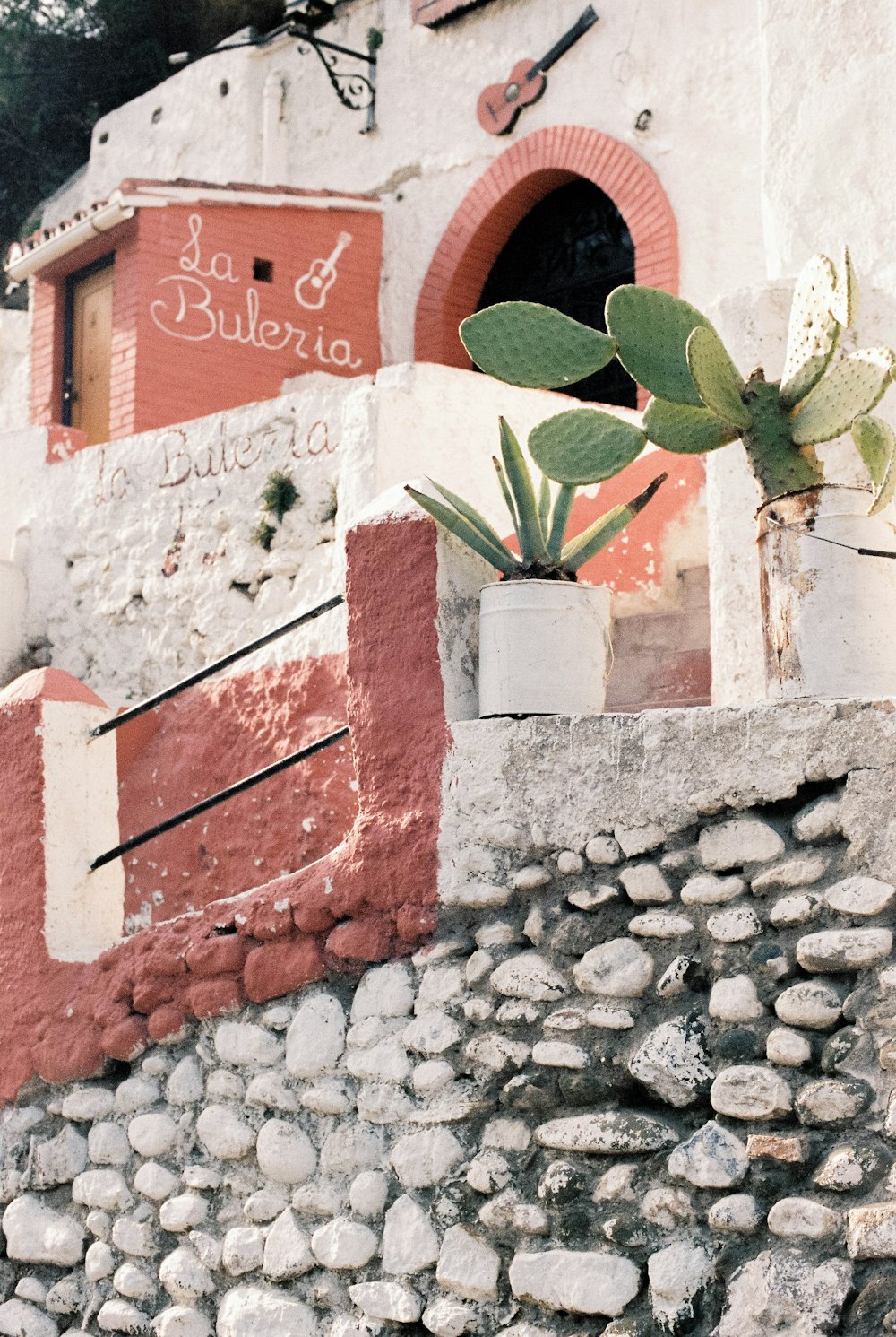 Planta verde en pared de ladrillo marrón